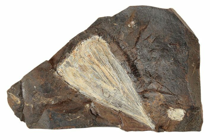 Fossil Ginkgo Leaf From North Dakota - Paleocene #189033